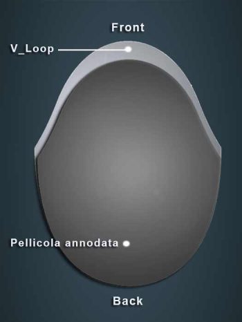 6.PELLICOLA-FRONT-V-LOOP-OK